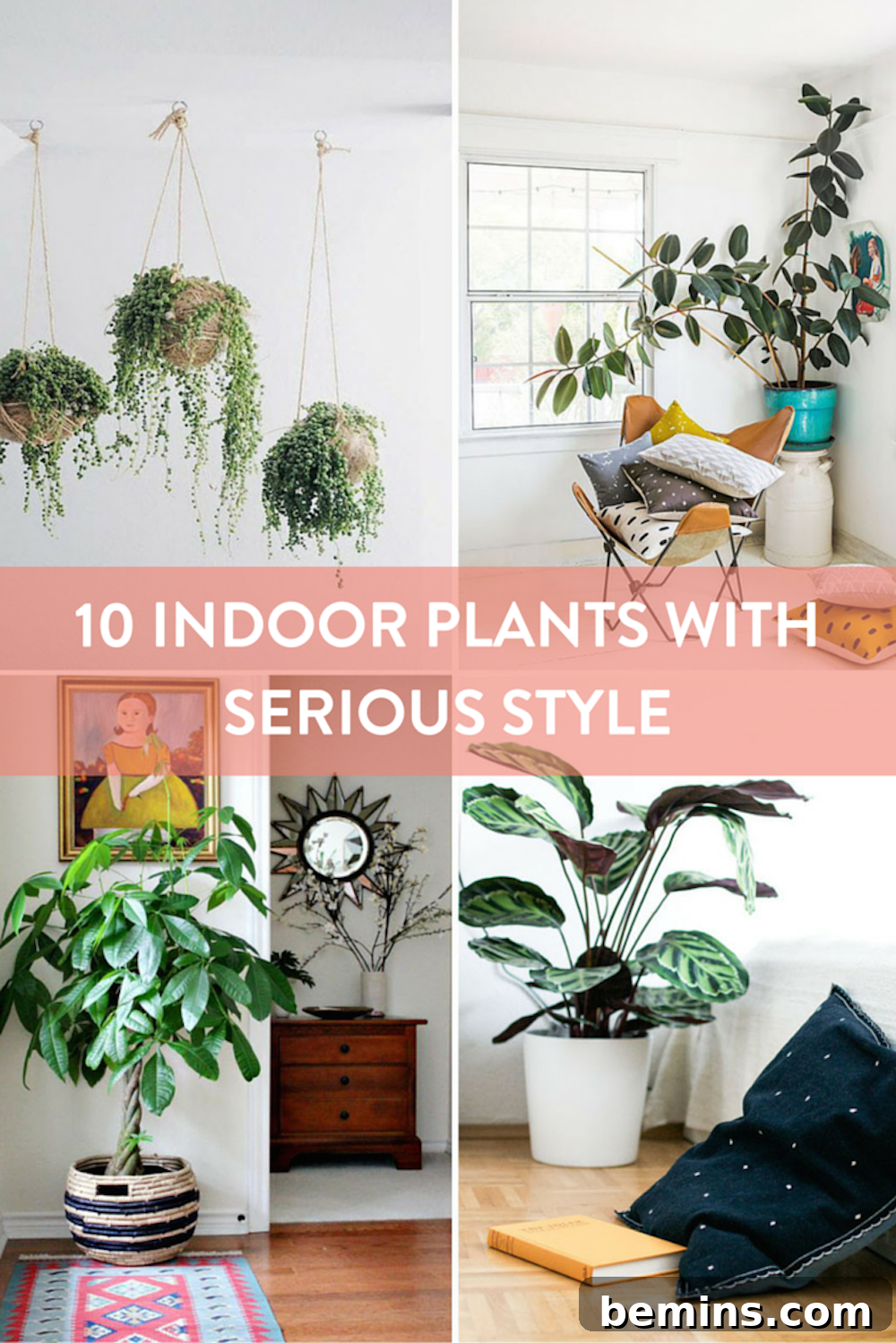 Collage of indoor plants