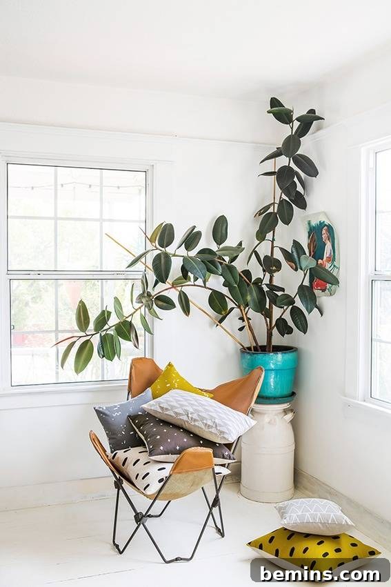 Rubber Plant
