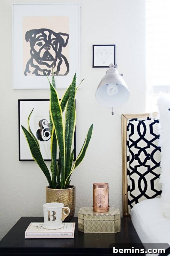 Snake Plant