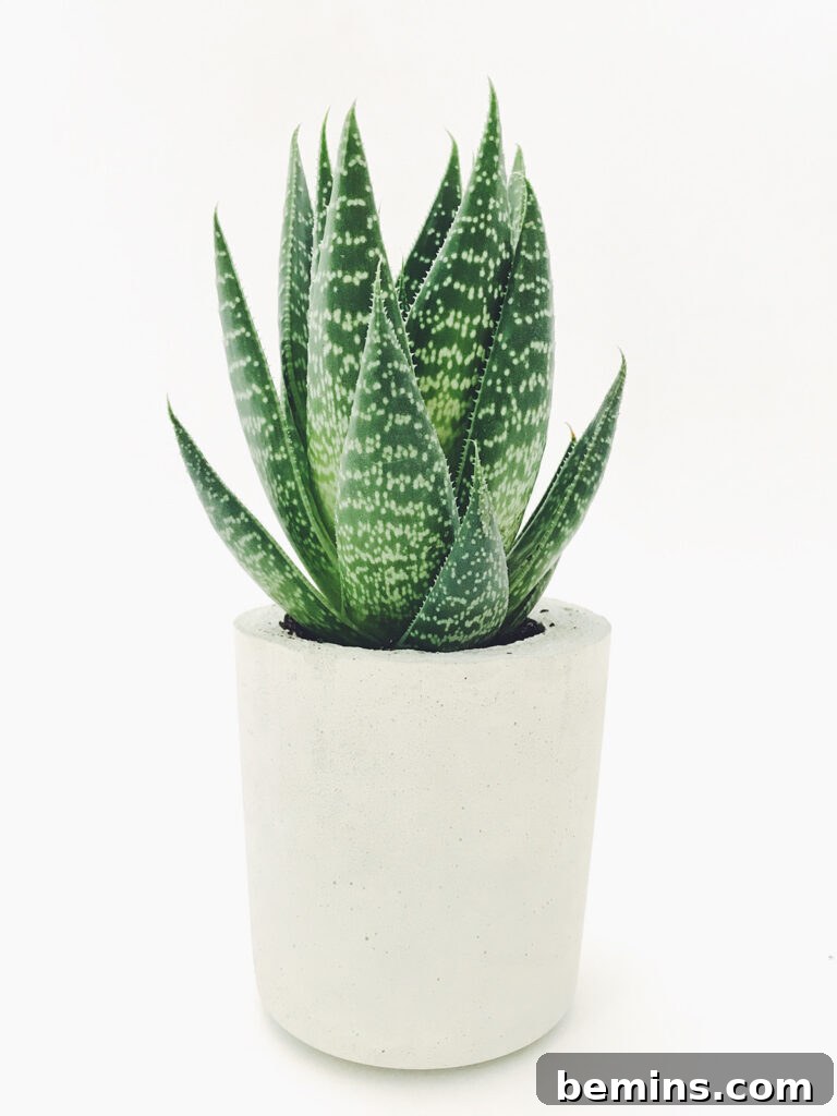 Aloe Plant