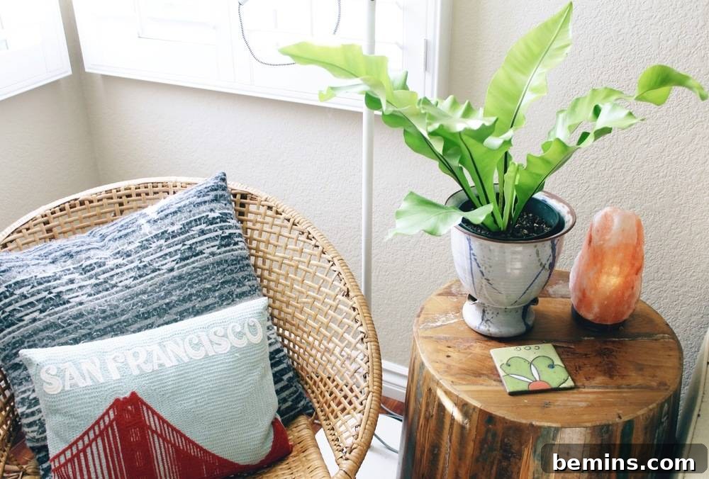 Birds Nest Fern