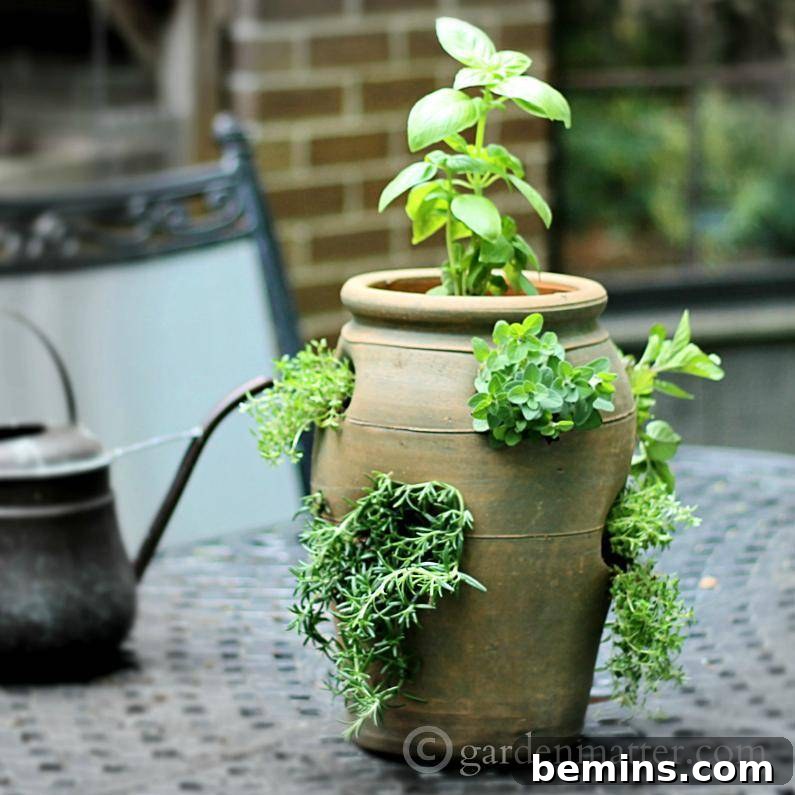 A Beginner's Guide to Growing Your Own Herb Garden 3 Assortment of Fresh Herbs in Pots