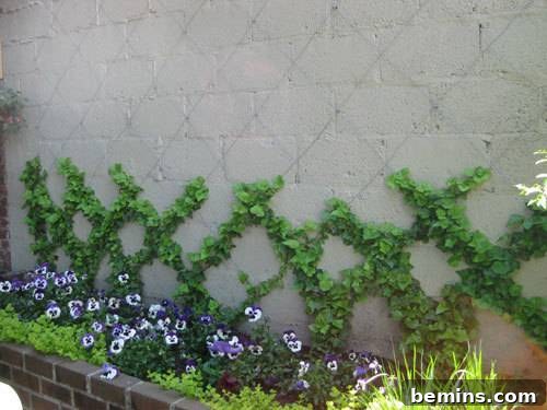 A brick flower bed with purple and white pansies and a criss-crossing vine growing half way up a stone wall.