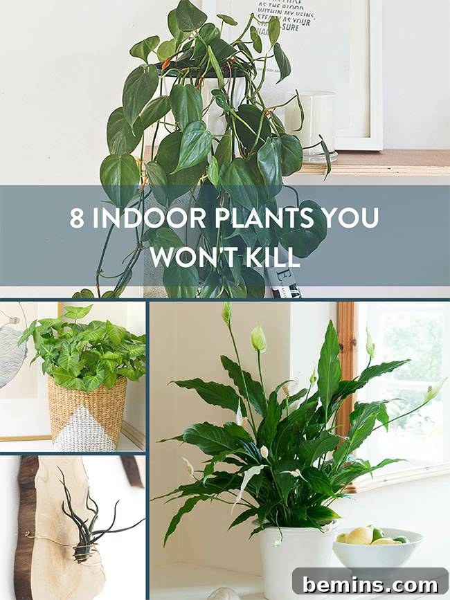A visually appealing Pinterest graphic summarizing the list of unkillable houseplants.