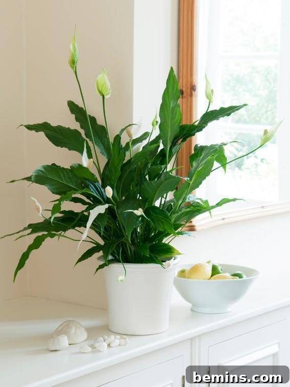 Roundup: 8 Indoor Plants You Can't Possibly Kill 4 Peace Lily in a white planter, adding elegance and serenity to the room.