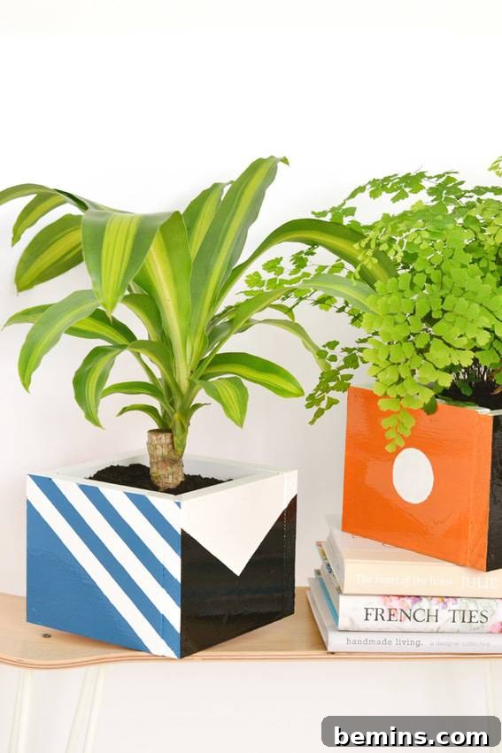 Two thriving corn plants in stylish wooden boxes adding a touch of greenery to a well-decorated room.