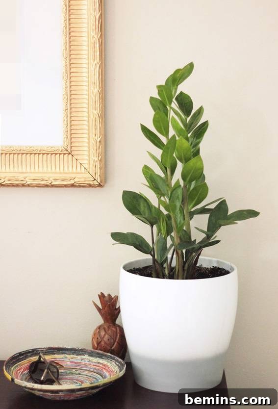 Roundup: 8 Indoor Plants You Can't Possibly Kill 6 ZZ plant in a white planter, a symbol of resilience and low maintenance.