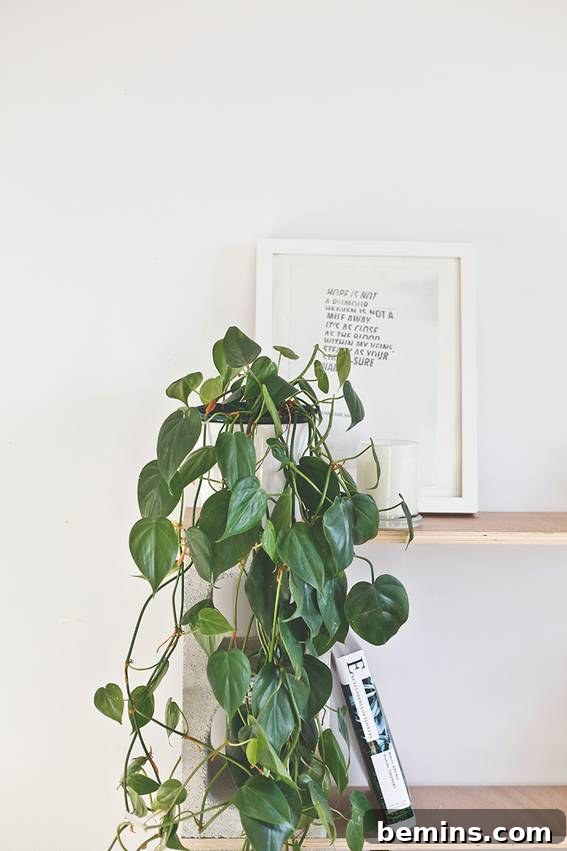 A vibrant heart-leaf philodendron cascading down a shelf, adding a touch of greenery and elegance to the space.