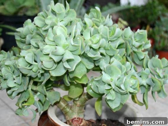 Roundup: 8 Indoor Plants You Can't Possibly Kill 8 Ripple Jade plant in a pot, showcasing its unique, wavy leaves.
