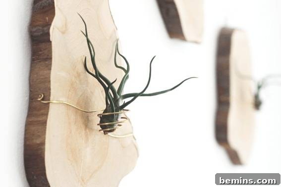 Roundup: 8 Indoor Plants You Can't Possibly Kill 9 Air plants displayed on a wall, showcasing their versatility and low-maintenance charm.