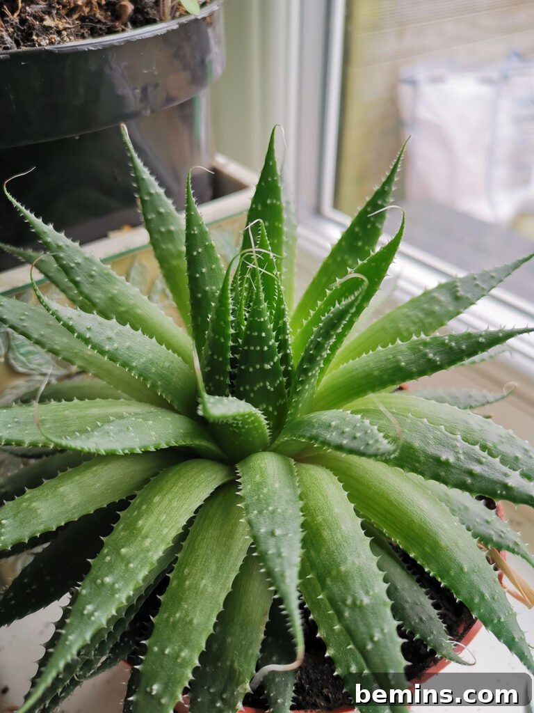 Roundup: 8 Indoor Plants You Can't Possibly Kill 10 Close-up of an aloe vera plant, highlighting its medicinal and hardy nature.