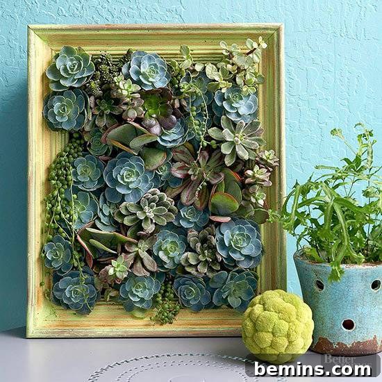 Living Succulent Picture Frame