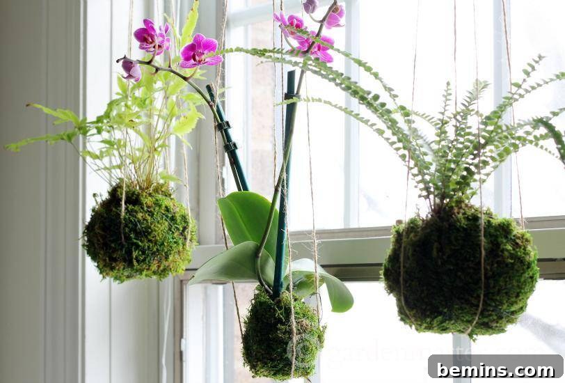 Kokedama Moss Ball String Garden