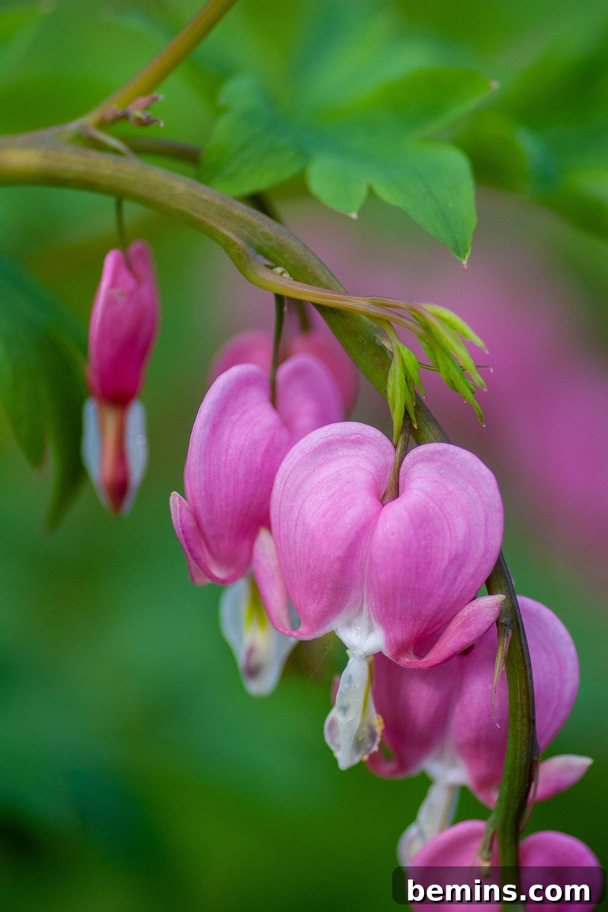 Bleeding hearts low maintenance plant