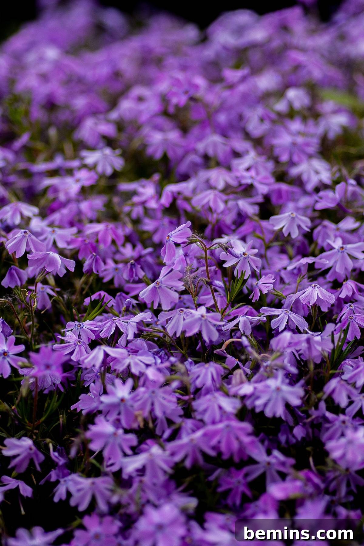 Phlox plant