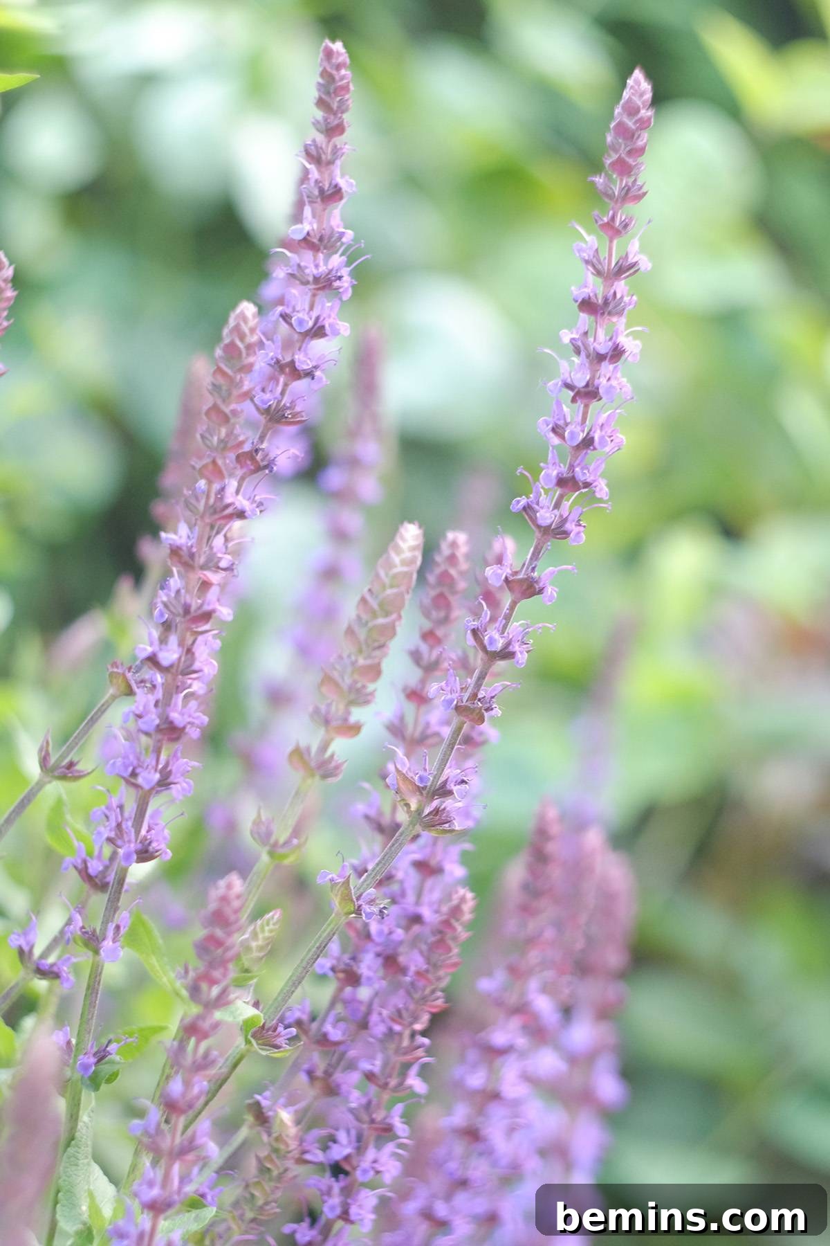 Salvia