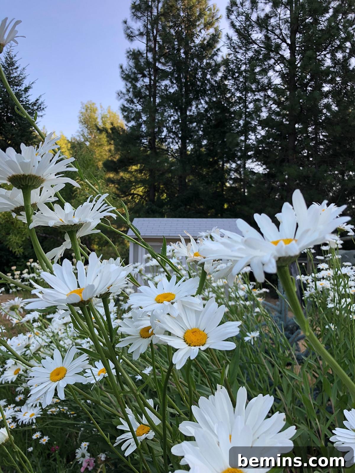 Shasta daisies