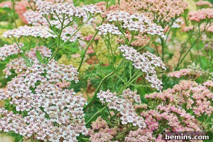 Yarrow plant