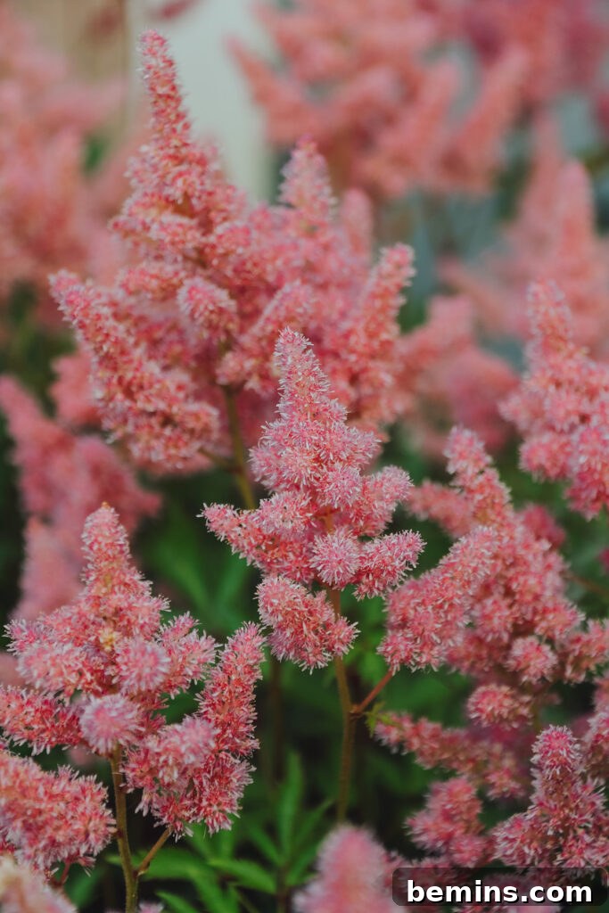 astible flower blooming