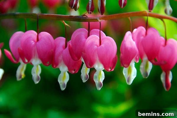 bleeding hearts
