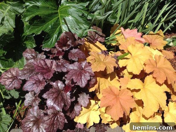 coral bells