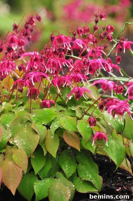 epimedium