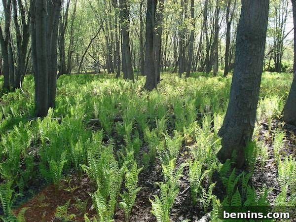 fiddlehead ferns