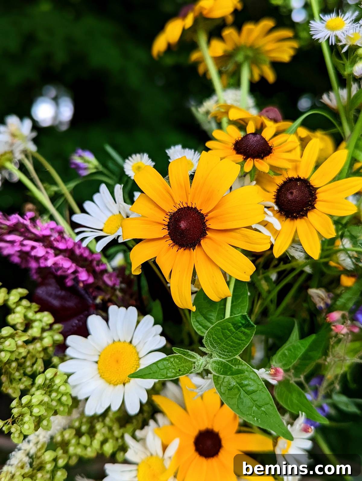 Black eyed susans