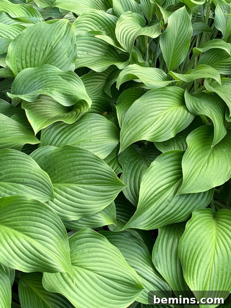 hosta