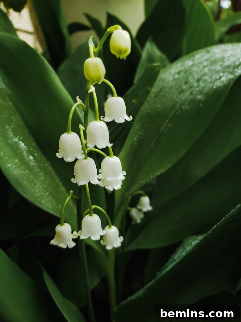 Lily of the vally