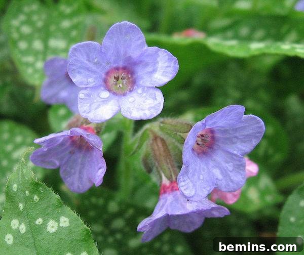 lungwort