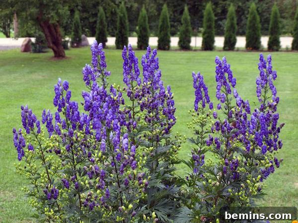 monkshood