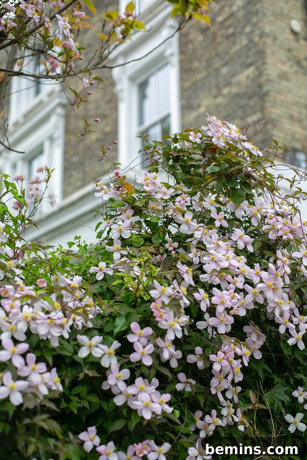 Clematis