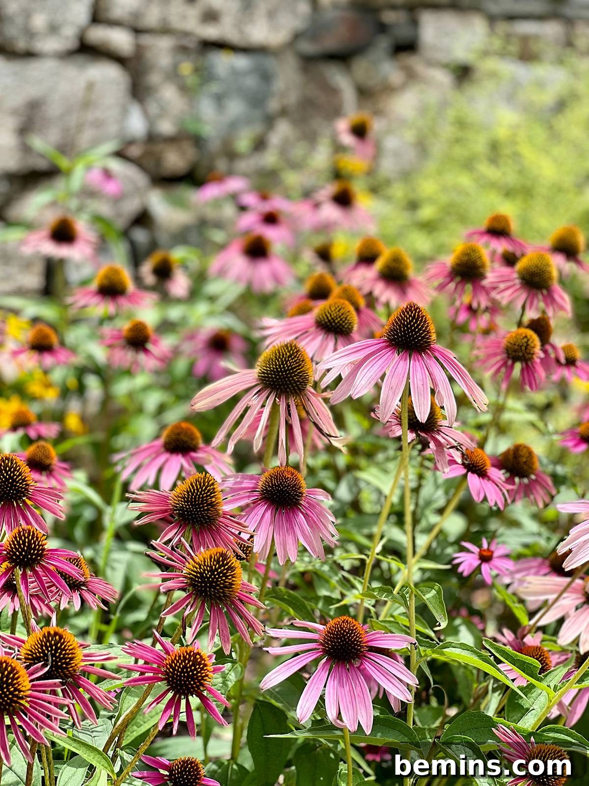 Coneflower, also known as echinacea.