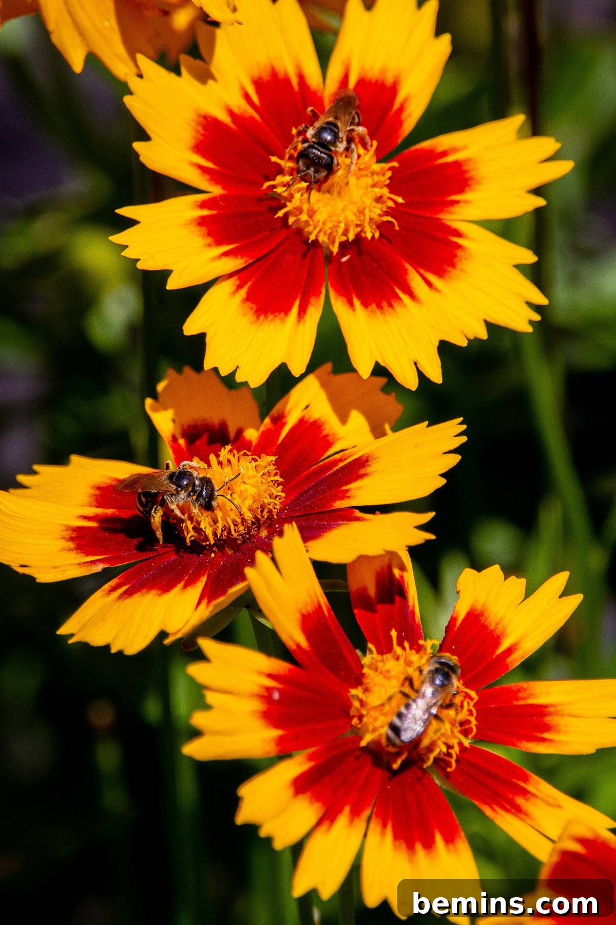 Coreopsis flower