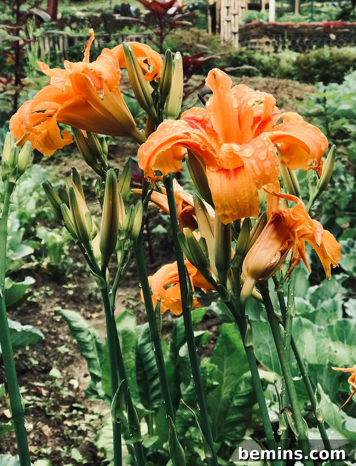 Daylilies multiply like weeds