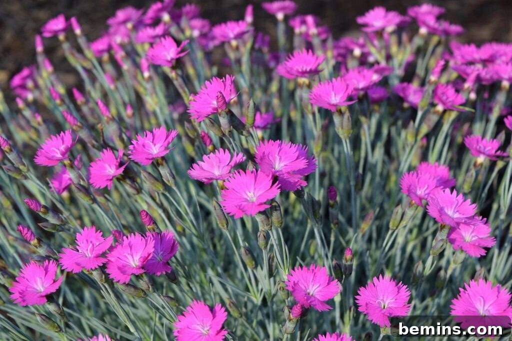 Dianthus photo from Almanac.com