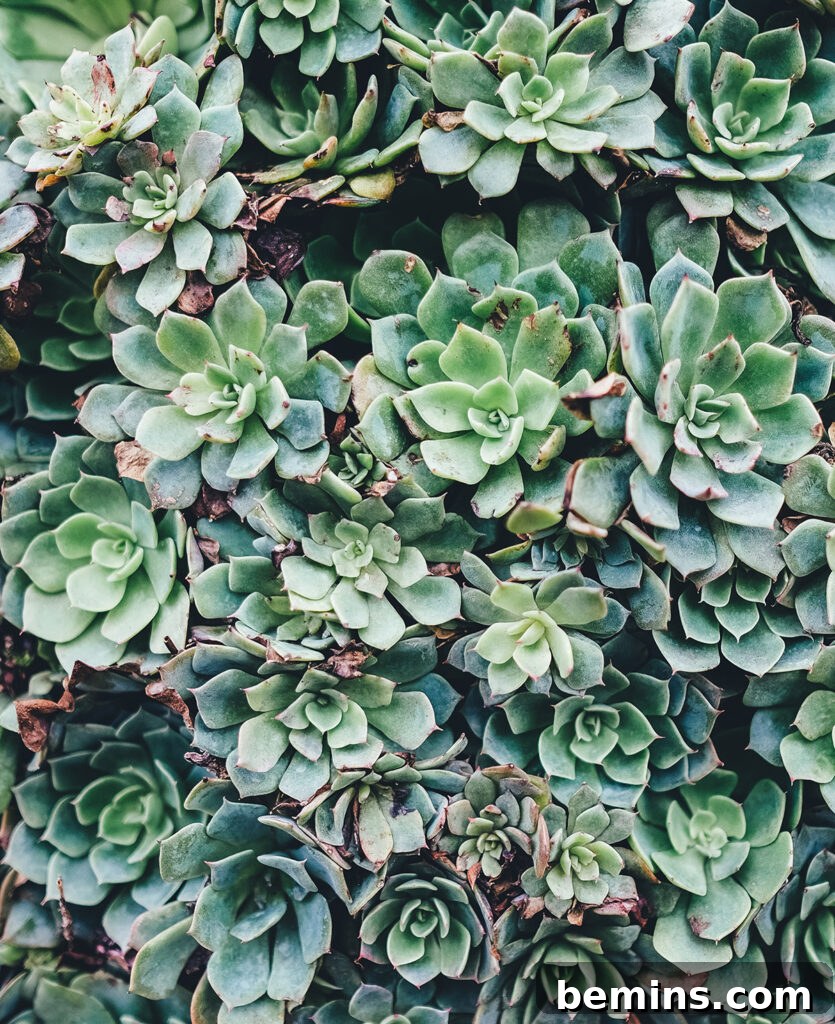 Hens and chicks succulent