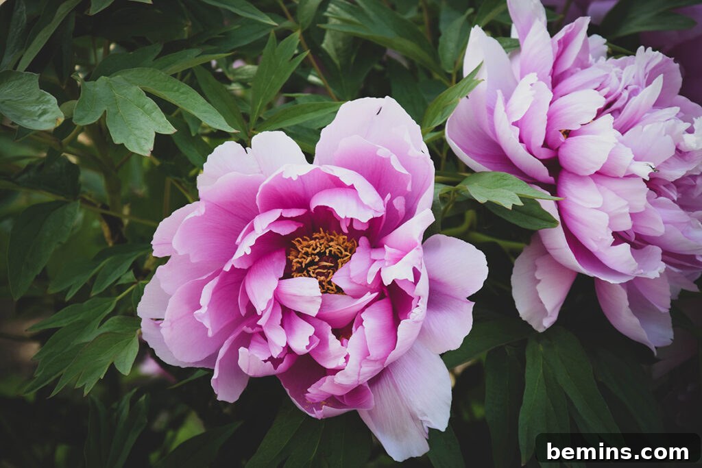 Peonies