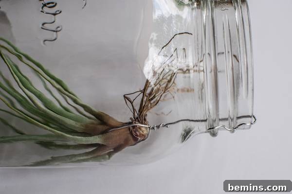 How to Craft a Hanging Air Plant Terrarium from a Mason Jar 6 Wiring the Tillandsia Air Plant
