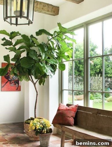 Broad Leaf Houseplant