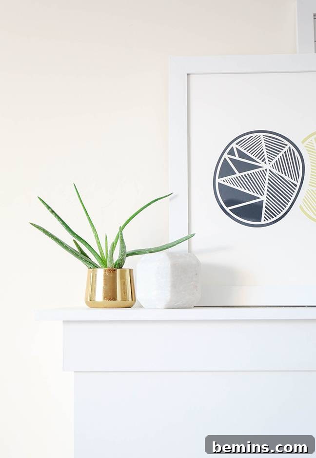 Foolproof Cactus Decor: Spiky Style, Zero Thorns 5 Stylish Shelf Decor with Cacti and Succulents