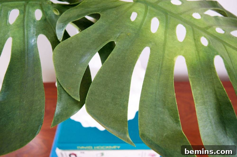 Two really big droopy leaves hang out of a large red plant Potter.
