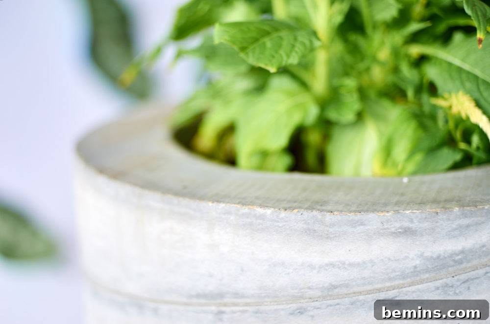 A green thick plant in a round stone planter.