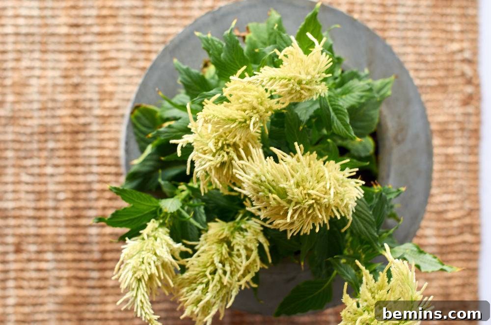 A yellow and green plant in a gray planter.