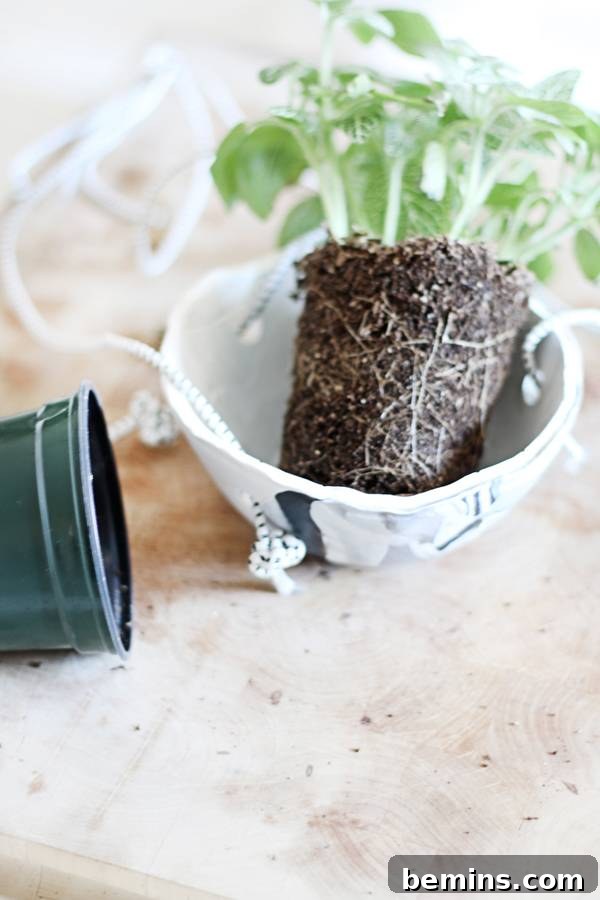 Create Beautiful DIY Hanging Clay Planters 12 Placing a small plant and soil into the DIY hanging clay planter