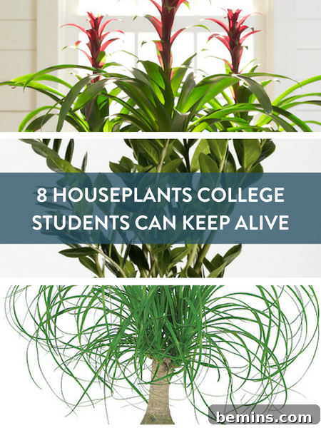 8 dorm room plants Pinterest image