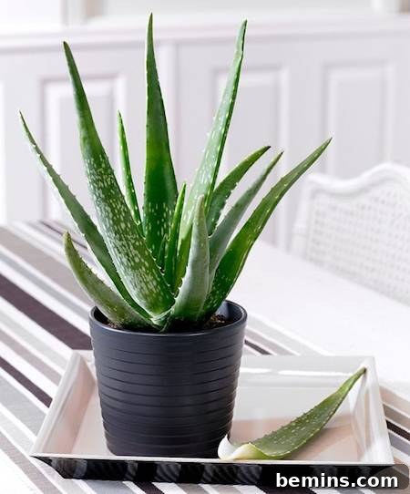 8 Foolproof Houseplants for Thriving College Students 3 Aloe Vera Plant