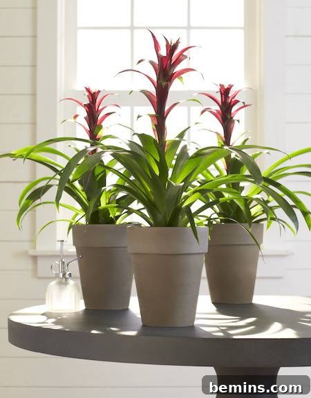 8 Foolproof Houseplants for Thriving College Students 4 Bromeliad plant