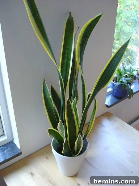 8 Foolproof Houseplants for Thriving College Students 5 Snake Plant